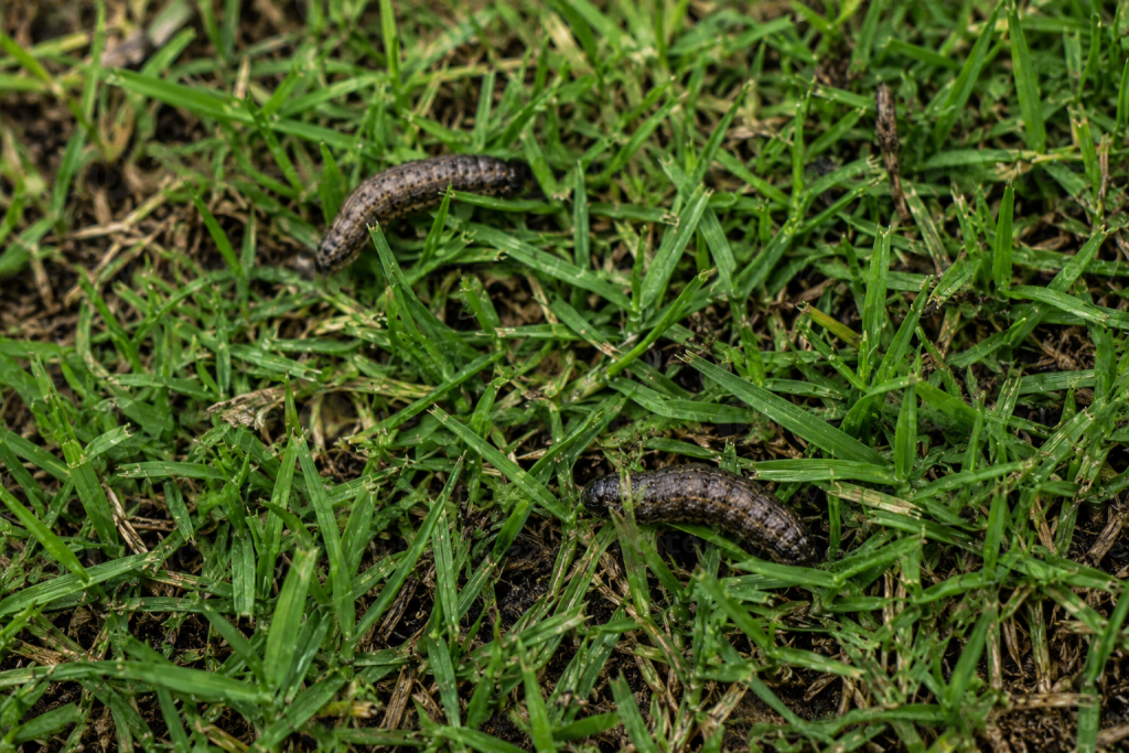 Army Worm Perth