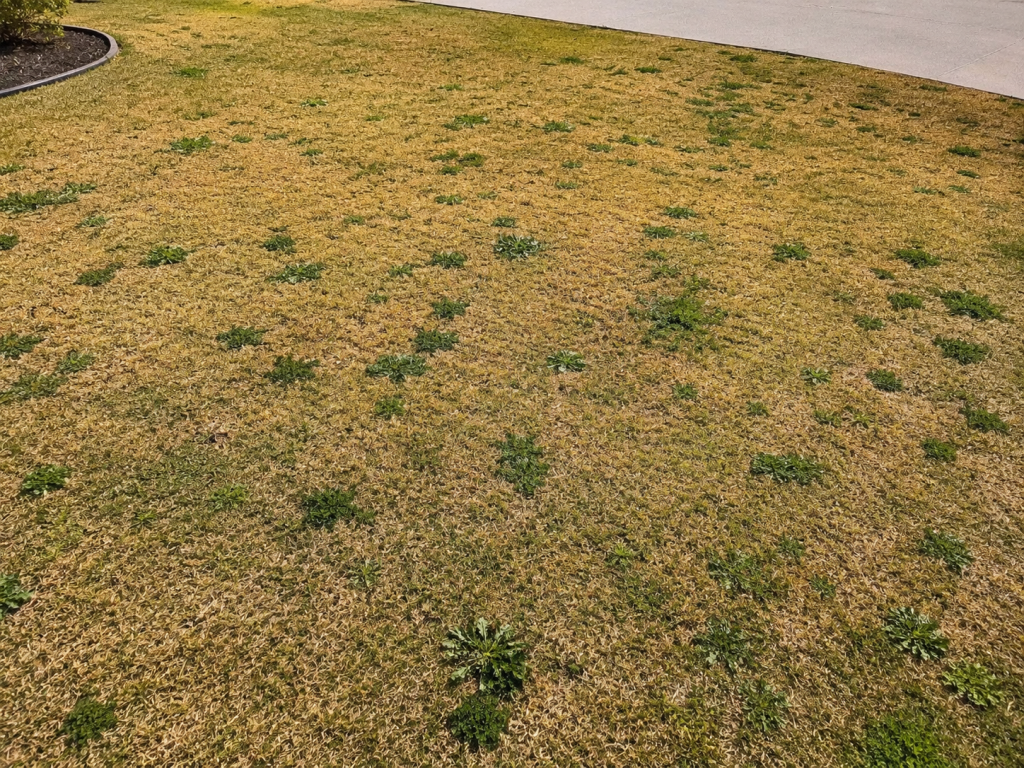 Brown & Dead Patches Perth