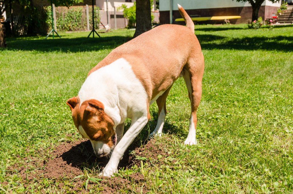 Dog Damage on Lawns