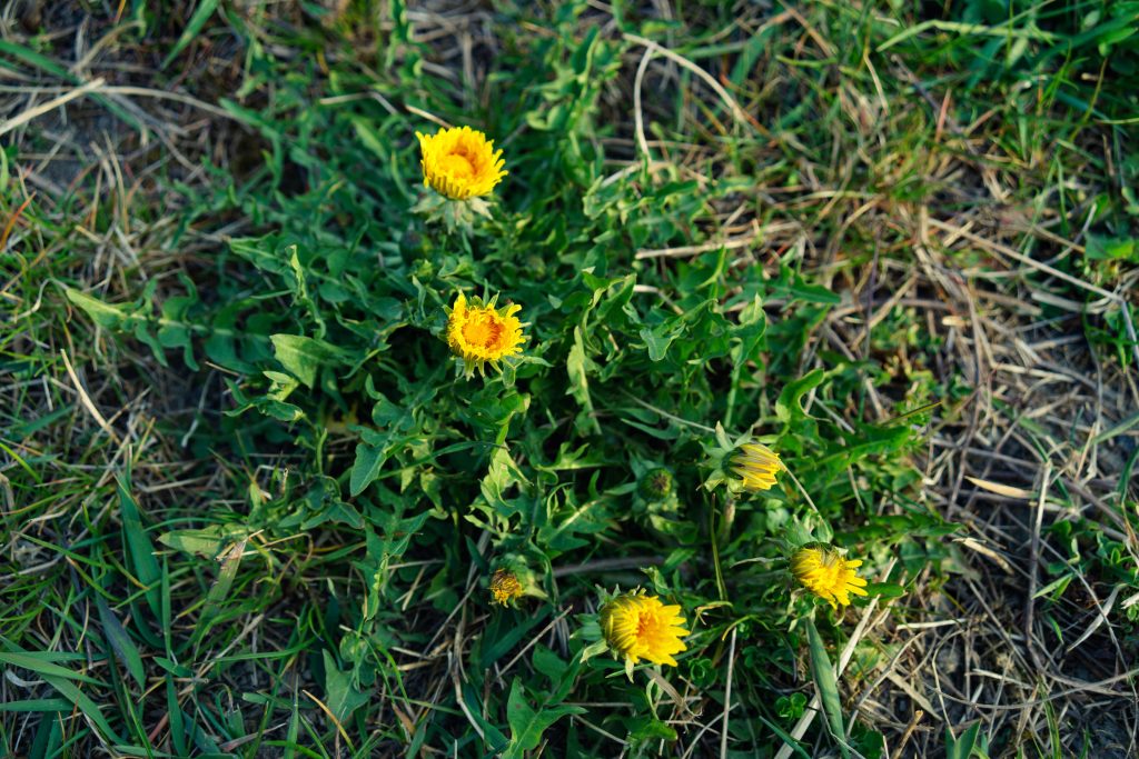 Lawn Weeds Perth
