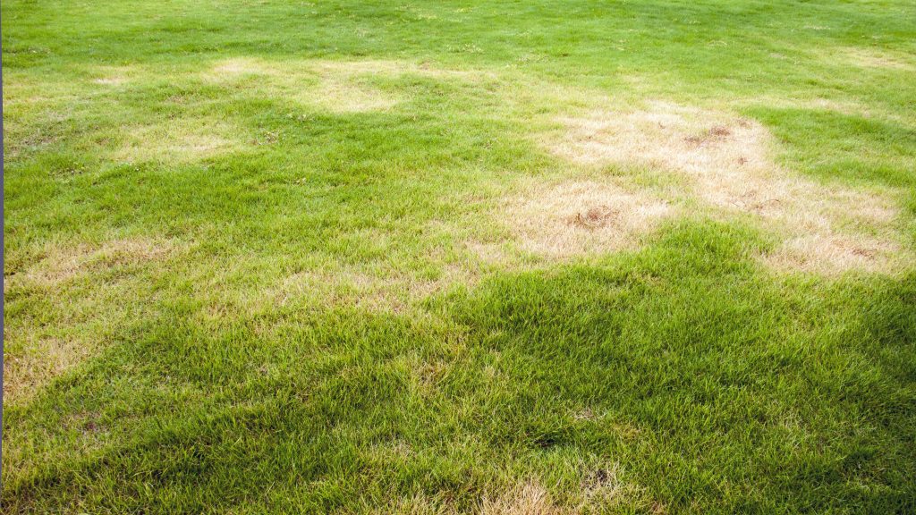 Post-Summer Lawn Recovery